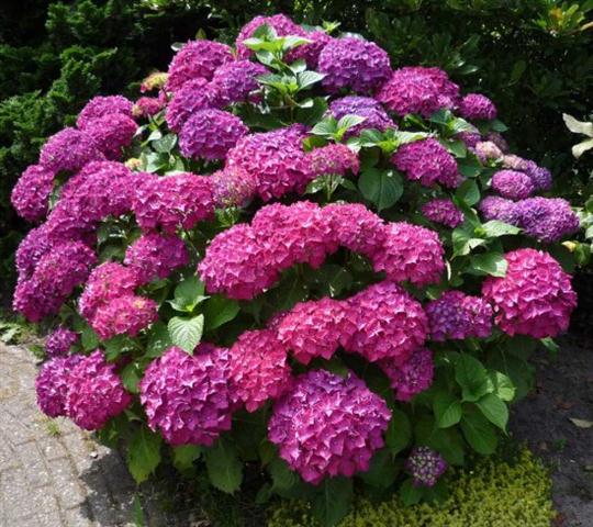 Hortensia