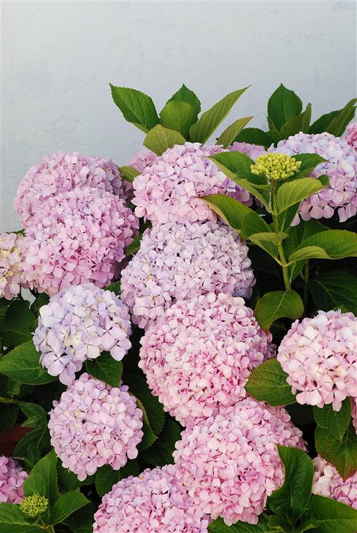 Hortensia (Medium)