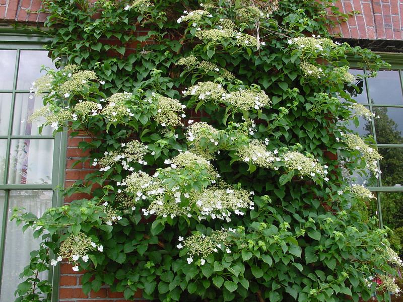 Hortência Trepadeira Hydrangea