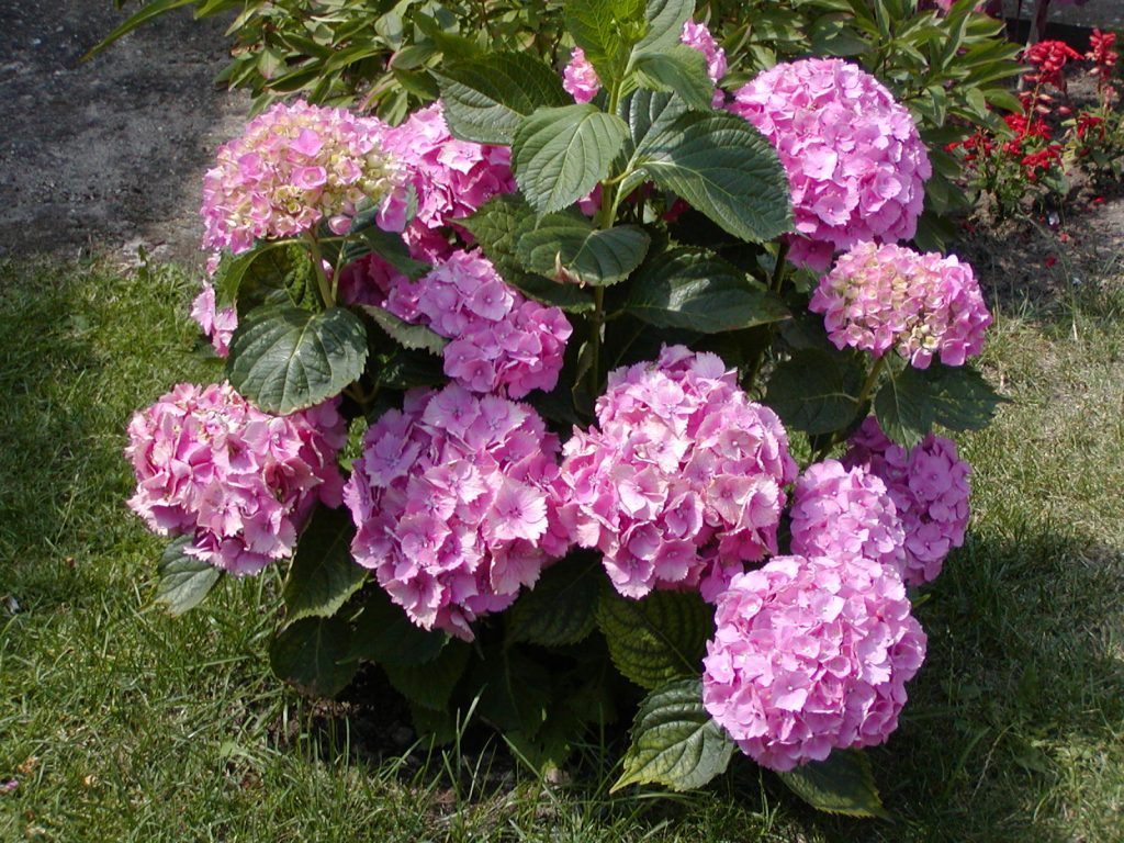 Hortênsia rosa