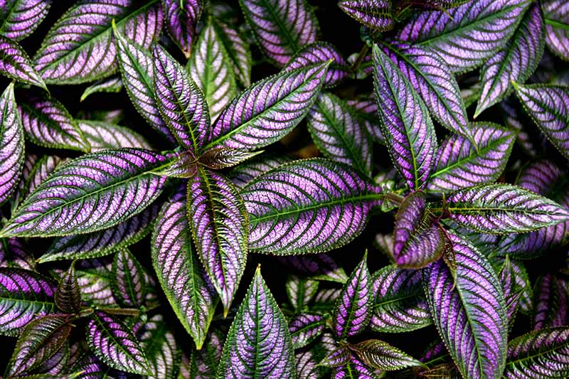 Strobilanthes dyerianus