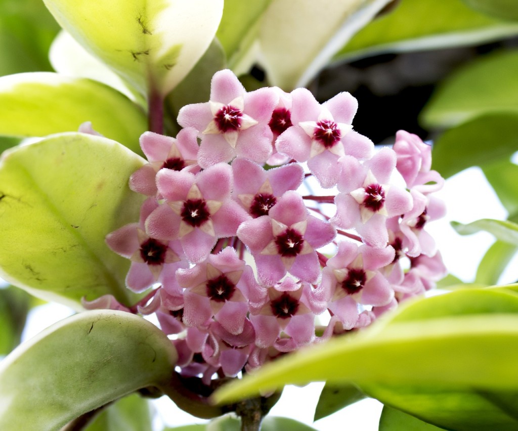 Hoya-Carnosa-