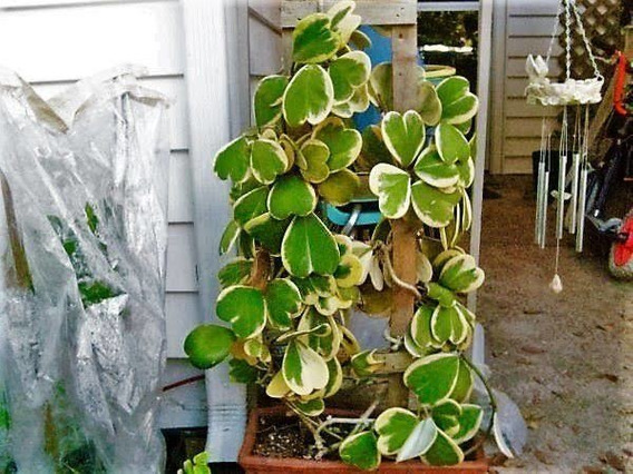 Hoya Kerril variegata