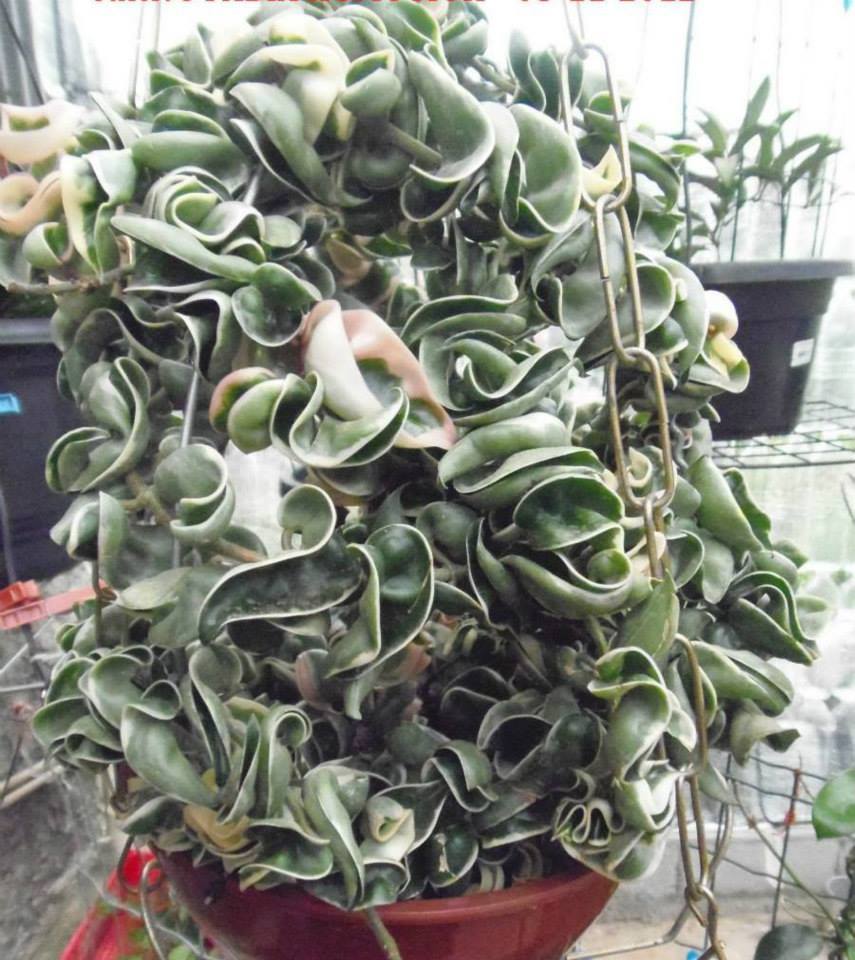 Hoya carnosa compacta variegata)