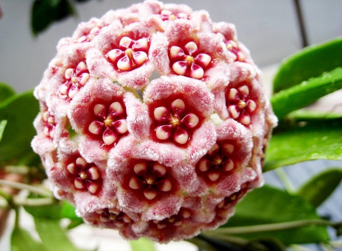 Hoya-carnosa-flor