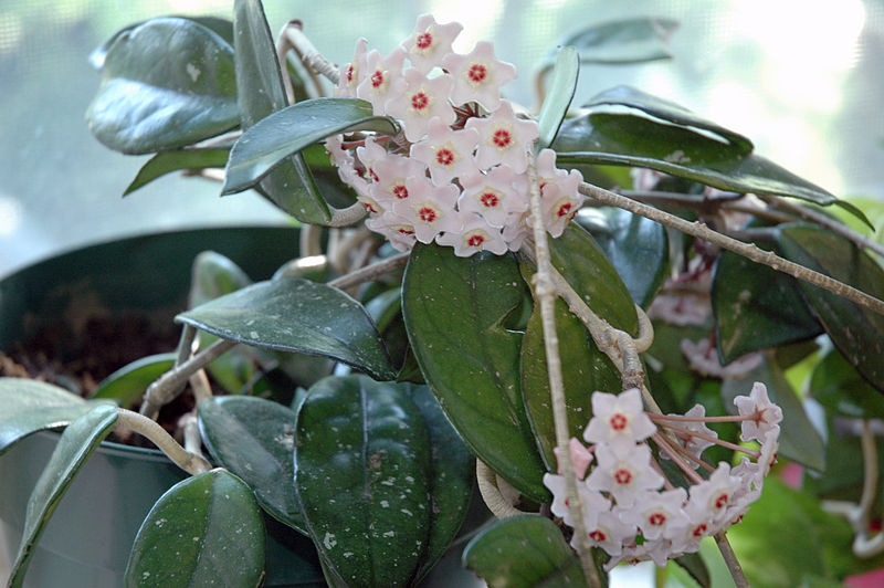 Hoya carnosa