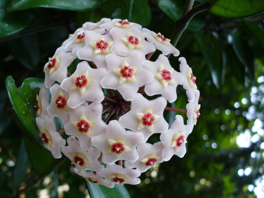 Hoya-carnosa