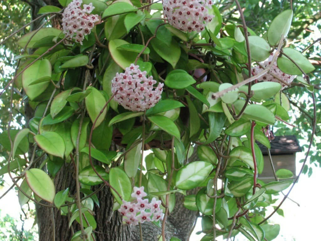 Hoya genus