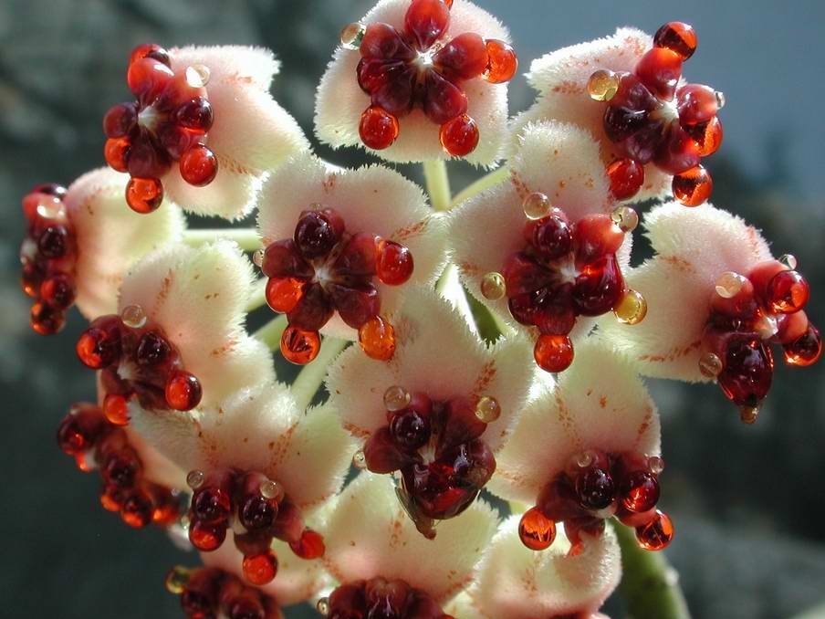 Hoya kerrii 001