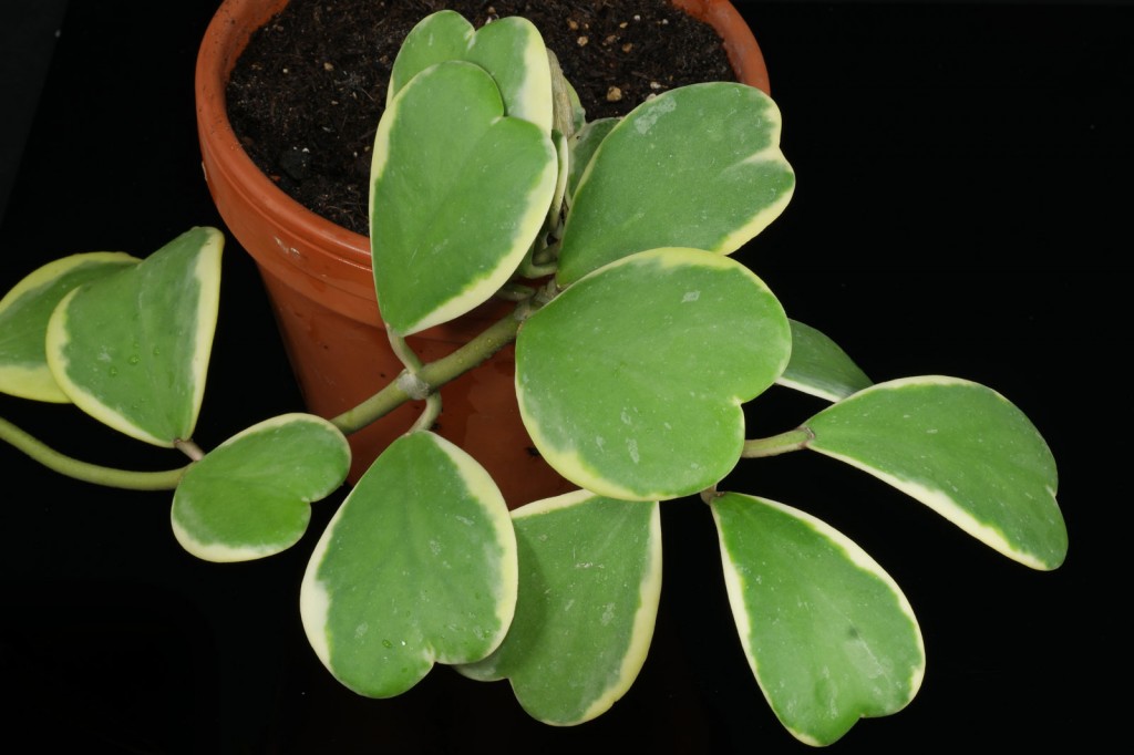 Hoya-kerrii-Variegata