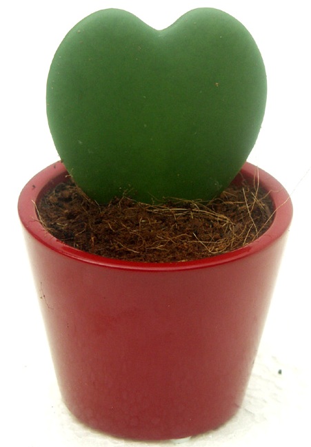 Hoya-kerrii-conozca-la-planta-del-corazón