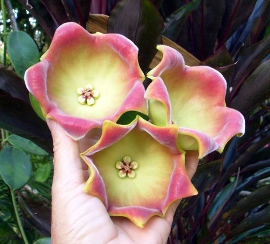 Hoya lauterbachii Gigante