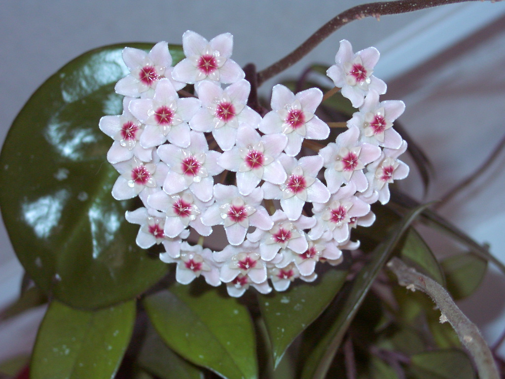 Hoya_carnosa