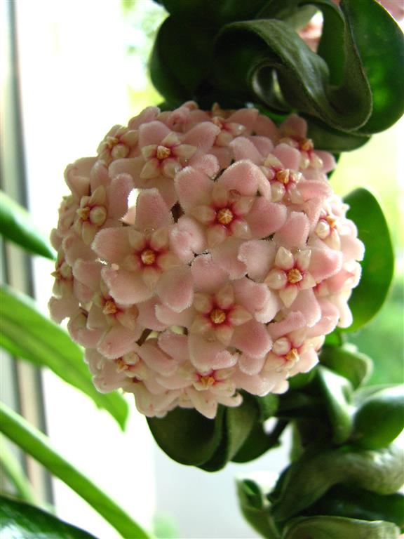  Hoya carnosa krinkle