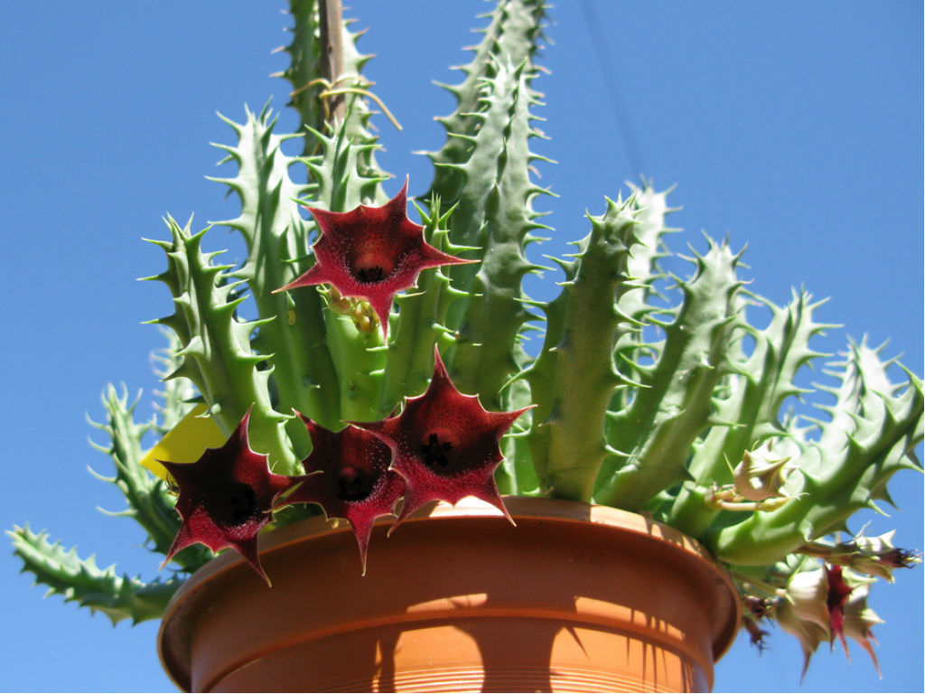 Huernia