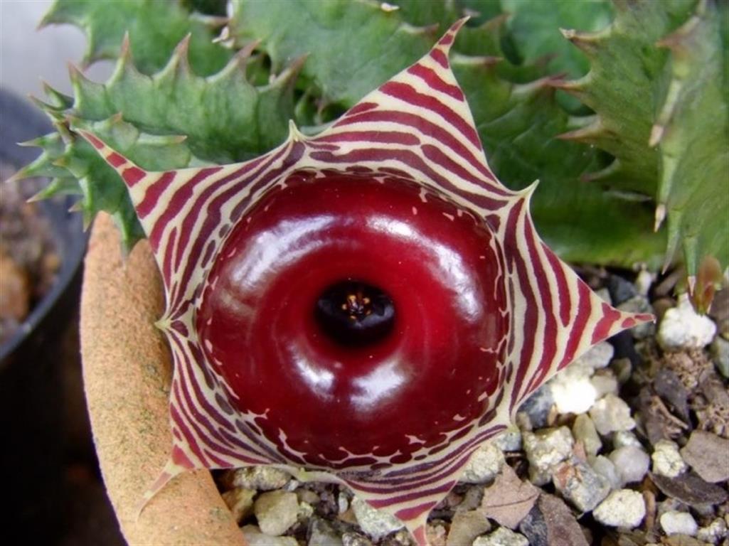 Huernia_zebrina_var._magniflora