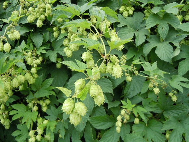 Humulus lupulus lupuloides