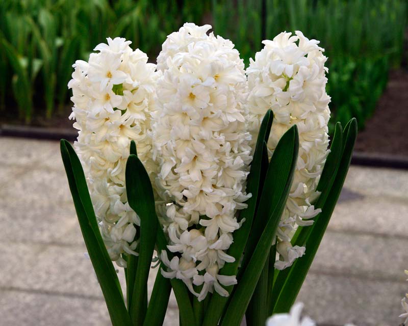 Hyacinthus-Orientalis-White-Pearl-800