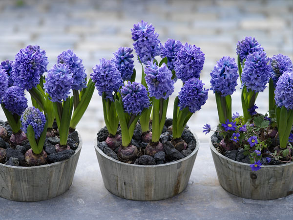 Hyacinthus Orientalis1