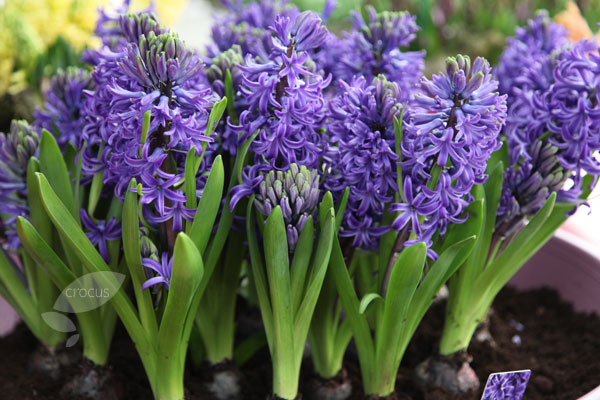 Hyacinthus Orientalis2