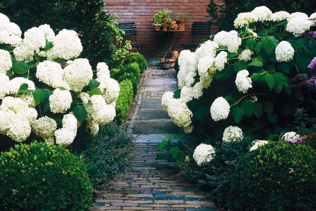 Hydrangea-arborescens