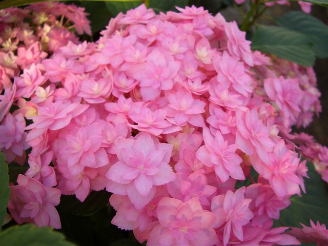 Hydrangea macrophylla