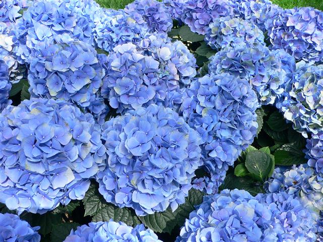 Hydrangea-macrophylla