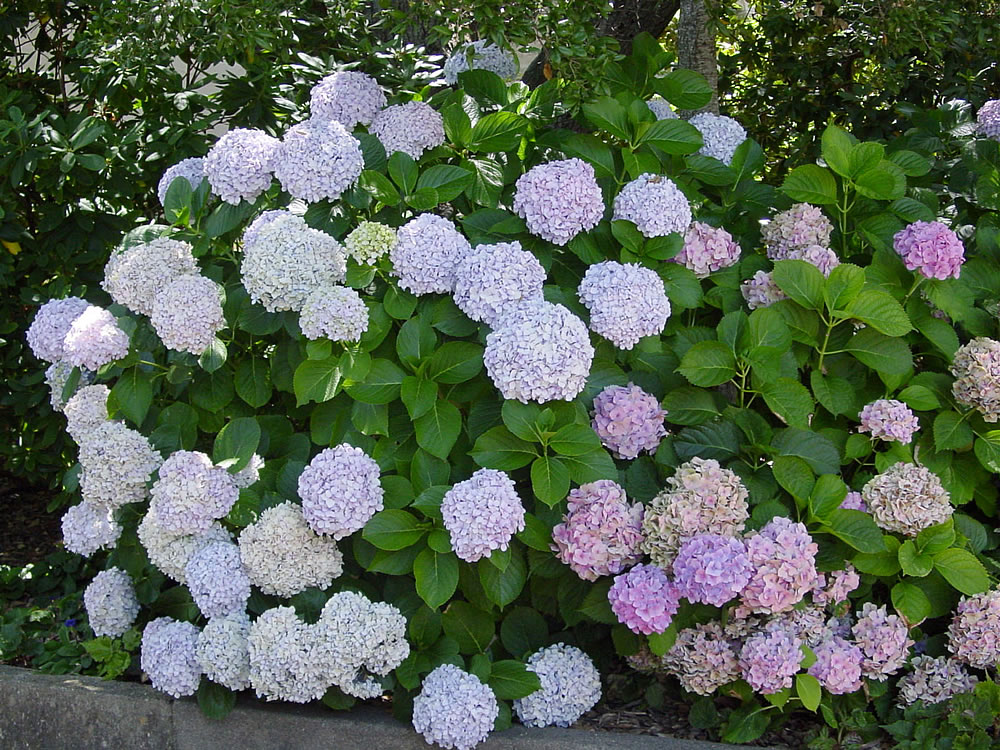 Hydrangea-macrophylla