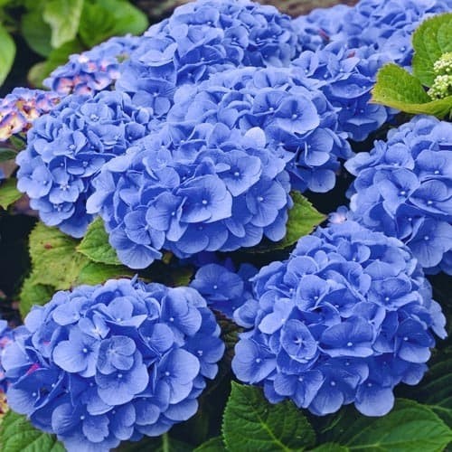 Hydrangea macrophylla