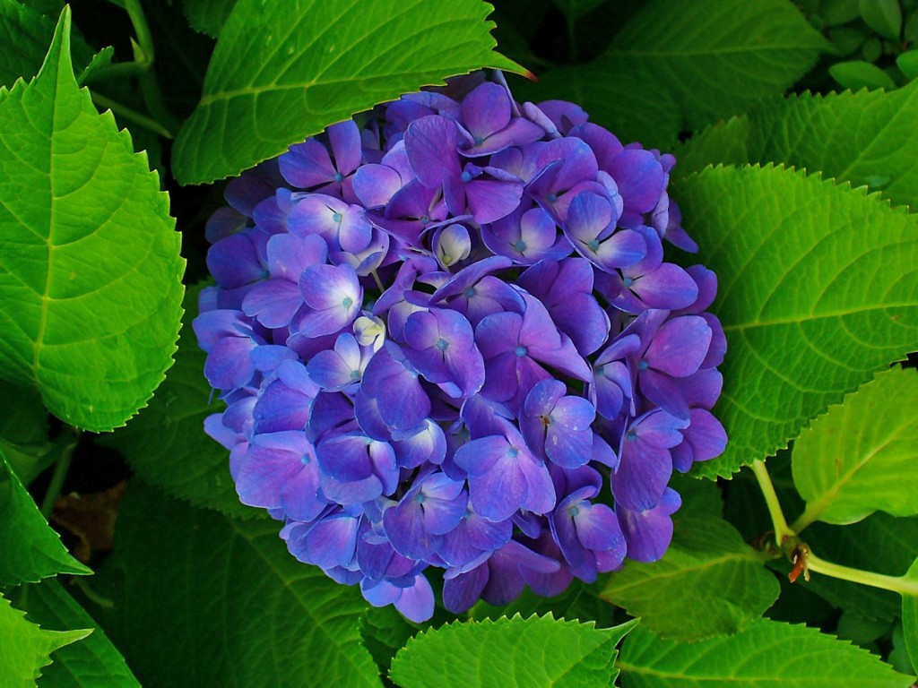 Hydrangea macrophylla66