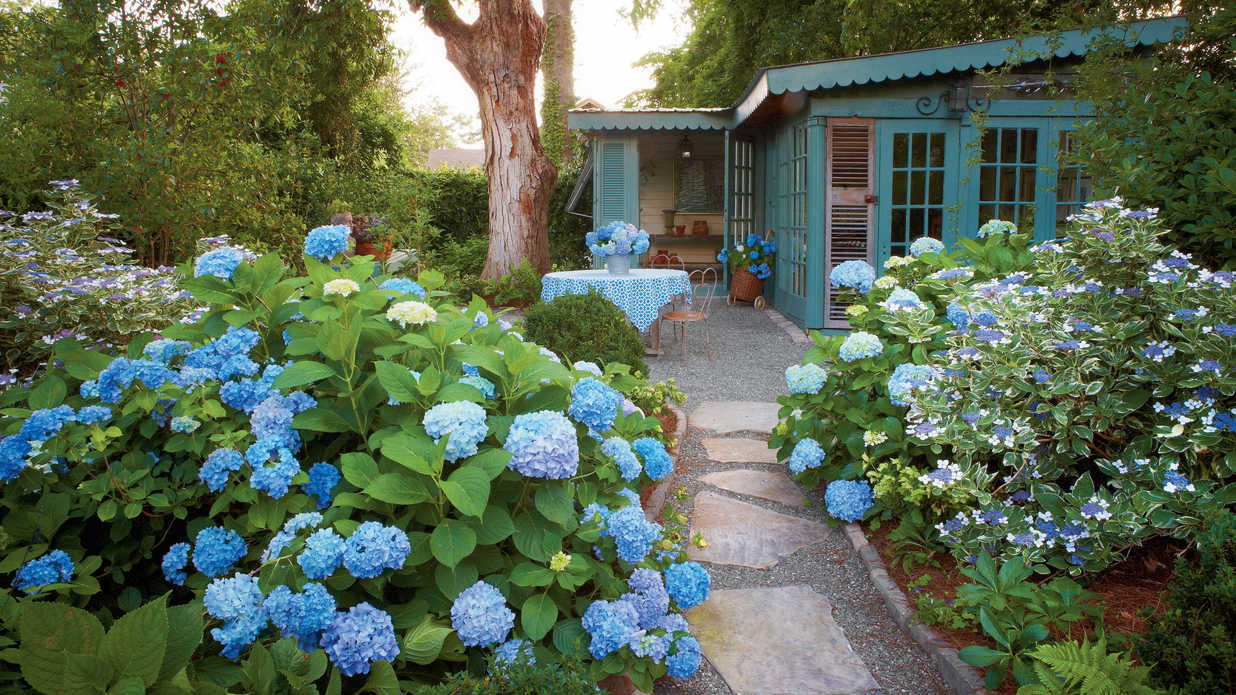 Hydrangea macrophylla_Y