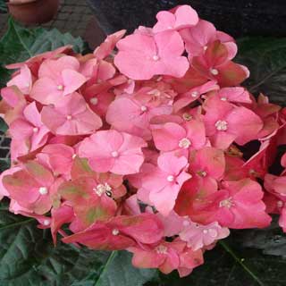 Hydrangea paniculata