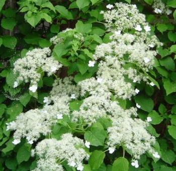 Hydrangea-petiolaris