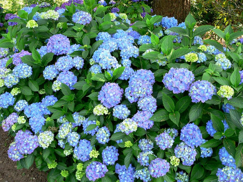 Hydrangea1 