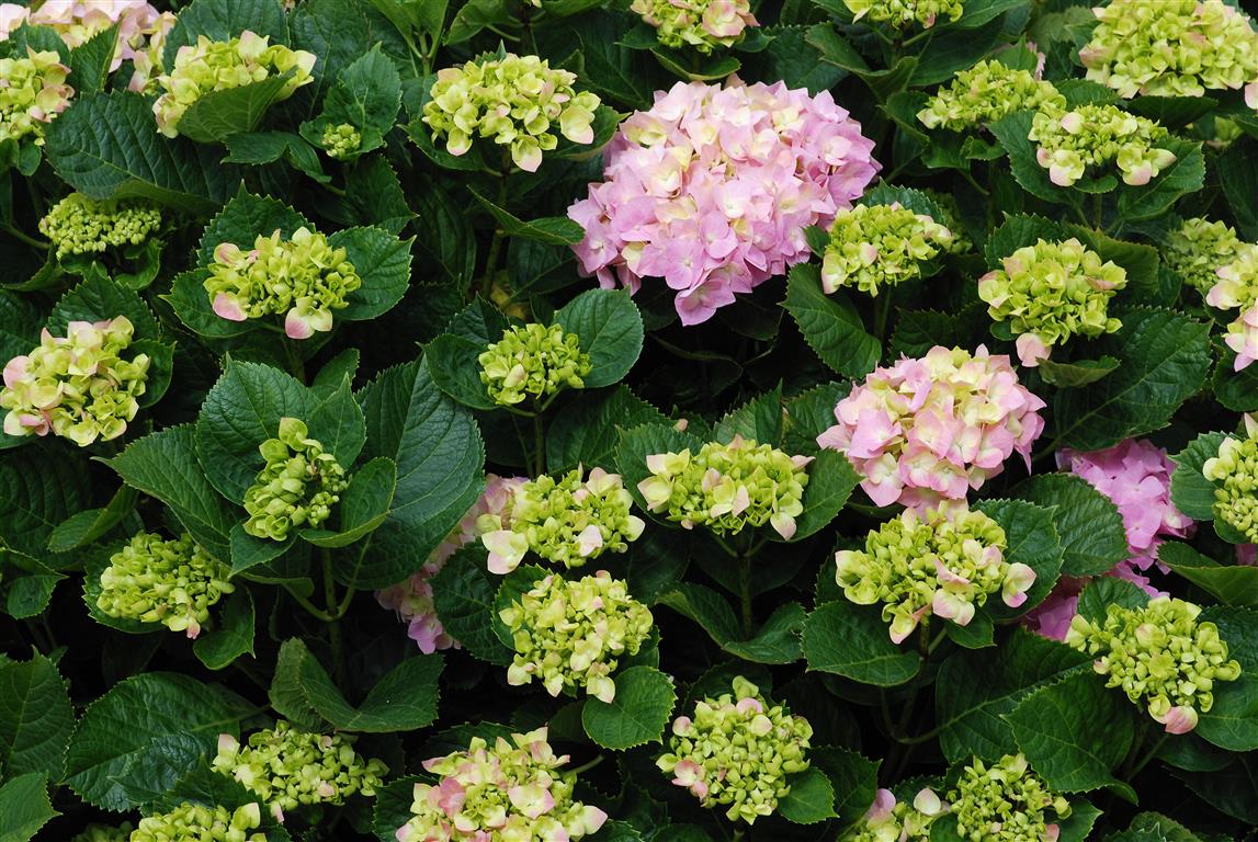 Hydrangea_1