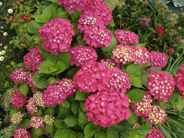 Hydrangea_macrophylla_01