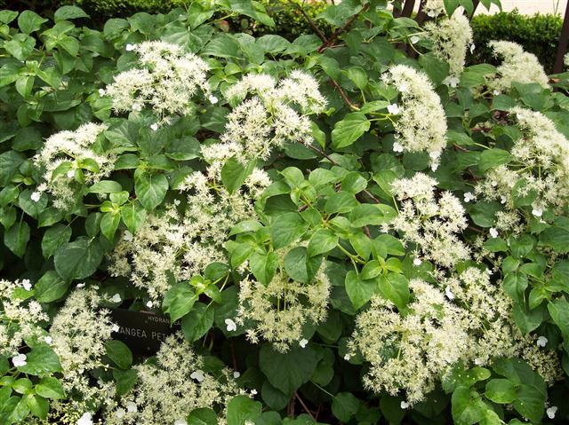 Hydrangea_petiolaris