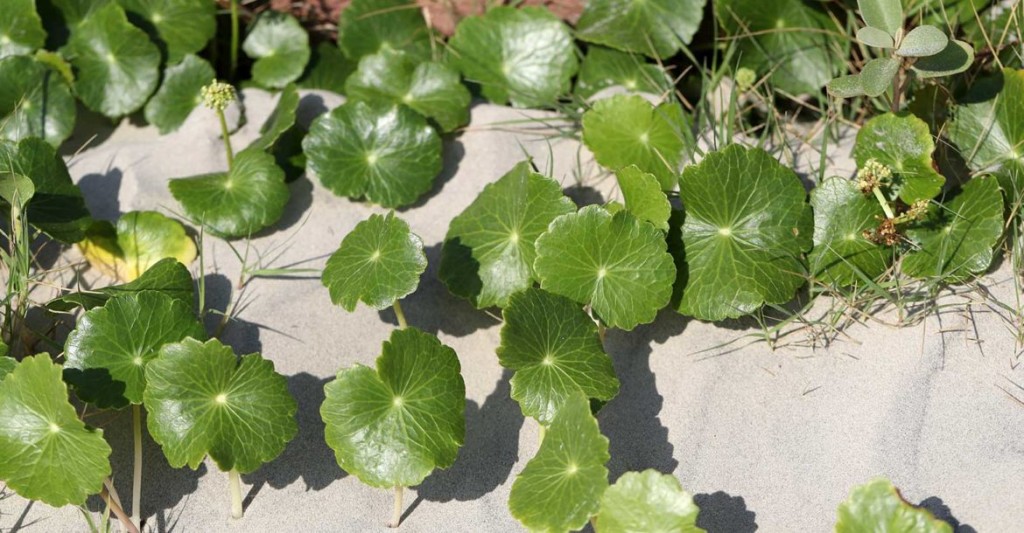 Hydrocotyle bonariensis