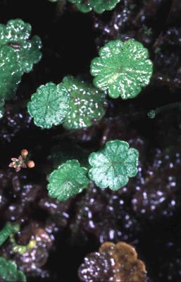 Hydrocotyle_pusilla