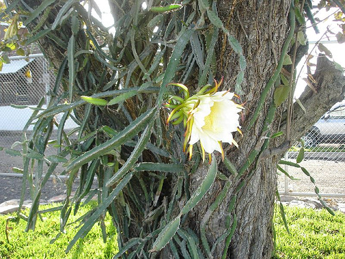 Hylocereus Costaricensis