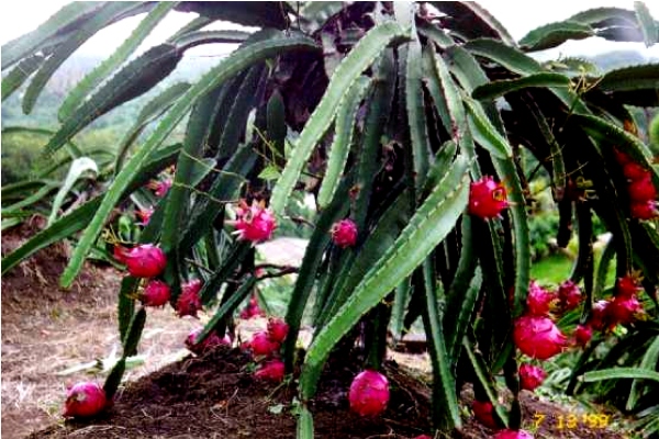 Hylocereus Undatus