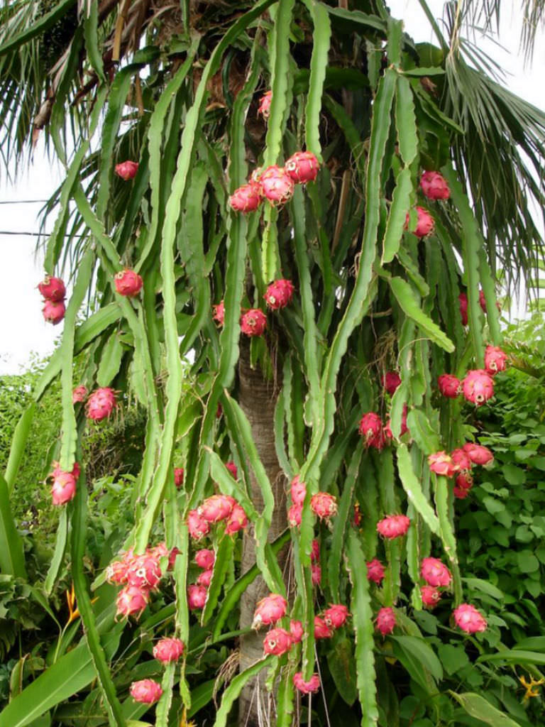 Hylocereus undatus