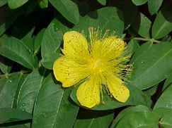 Hypericum