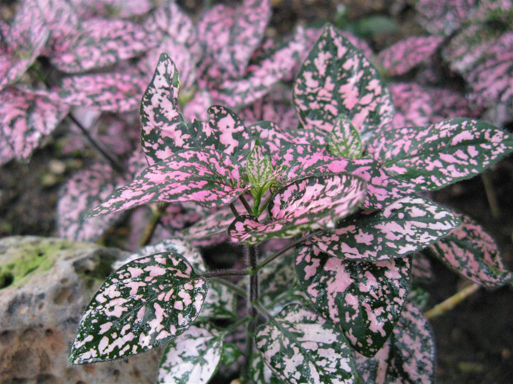 Hypoestes_phyllostachya