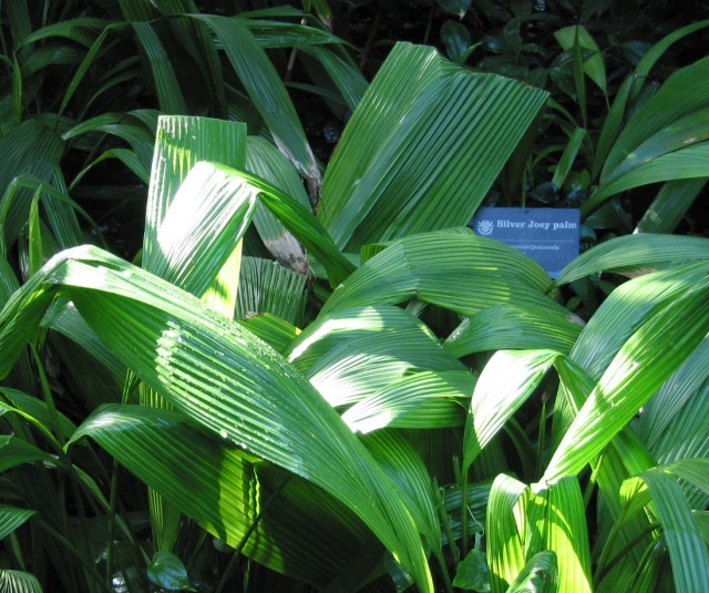 Hypoxidaceae-Curculigo capitulata-001