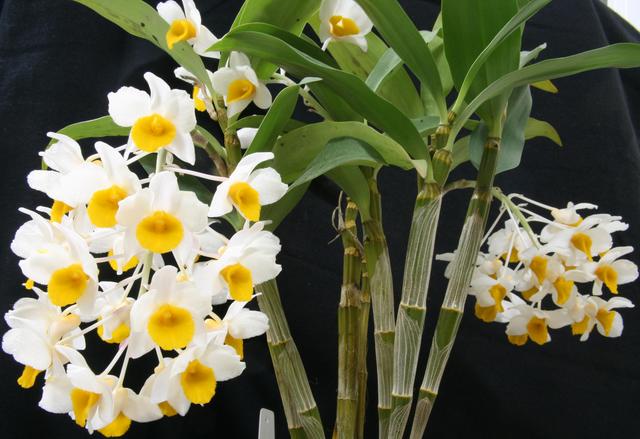 Dendrobium