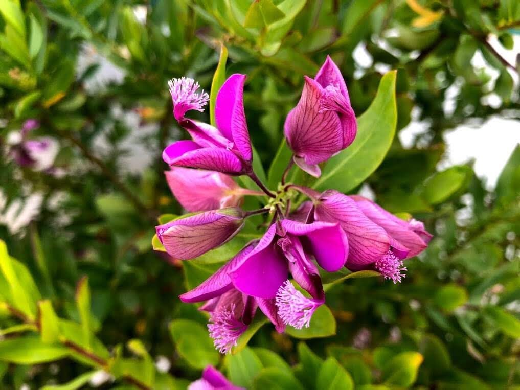 Polygala myrtifolia