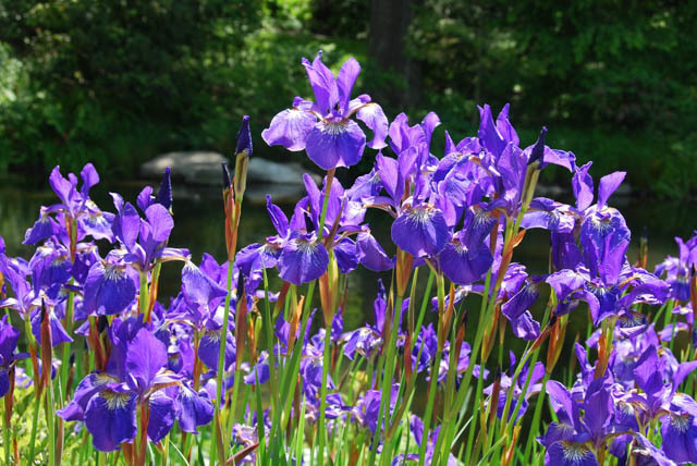 iris siberica