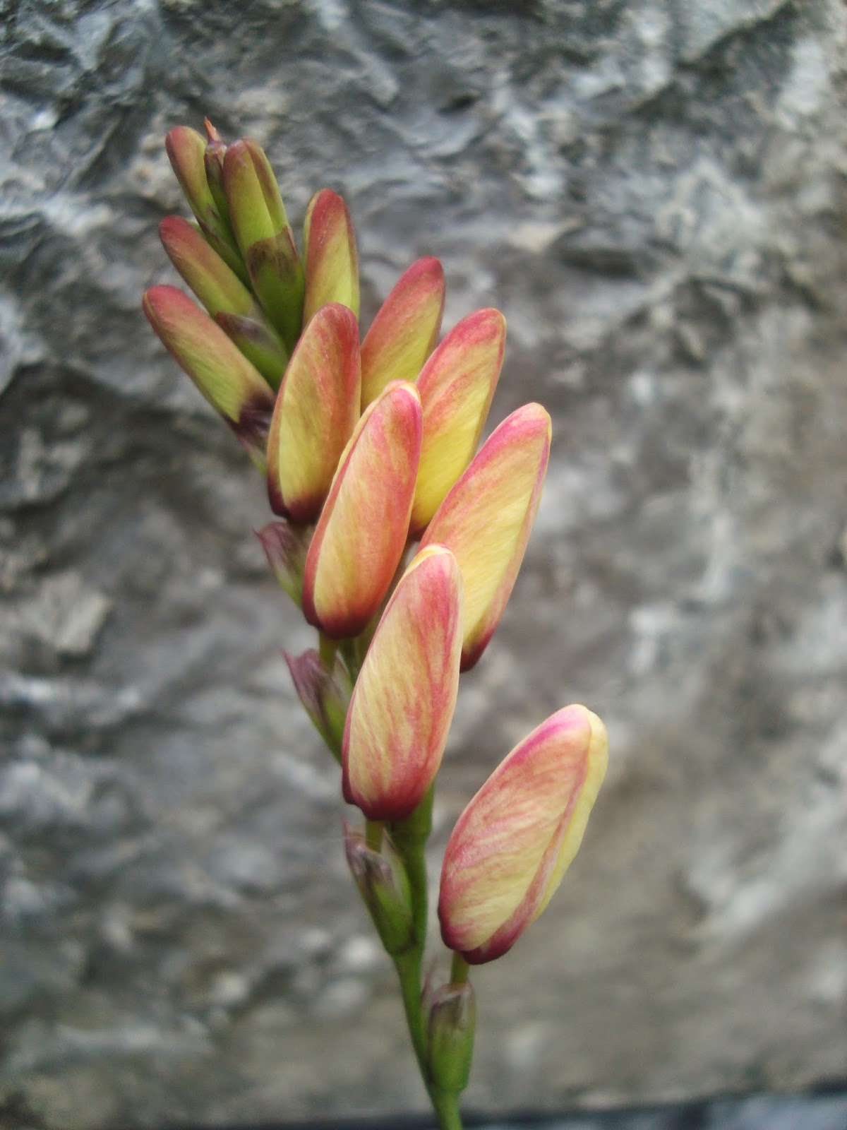 IXIA-botão floral1