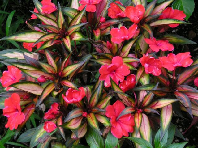 Impatiens (Small)